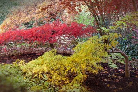 jardin japonais toulouse